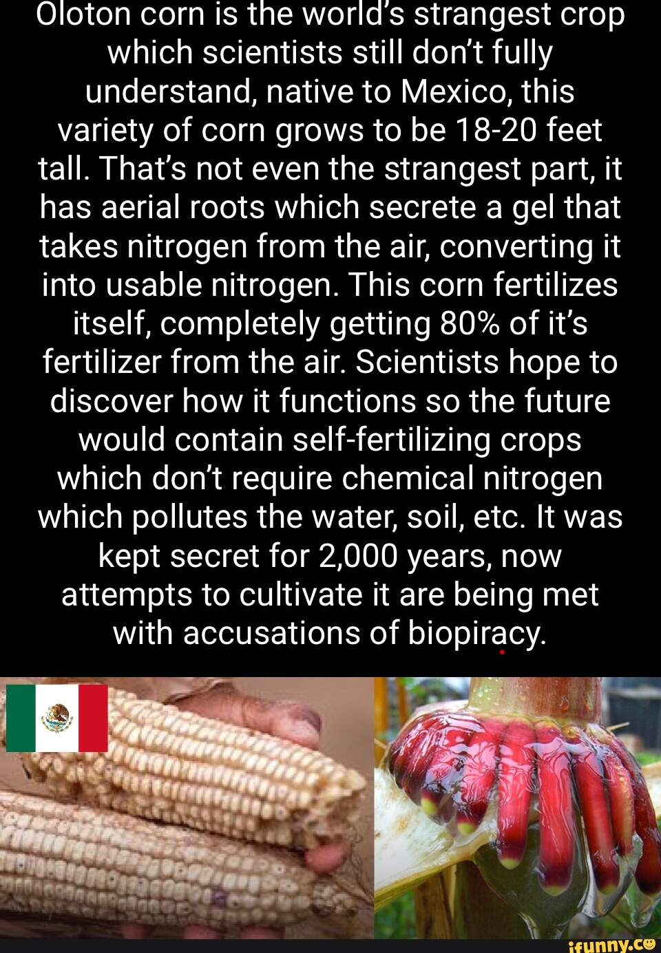 Oloton corn is the worlds strangest crop which scientists still don't