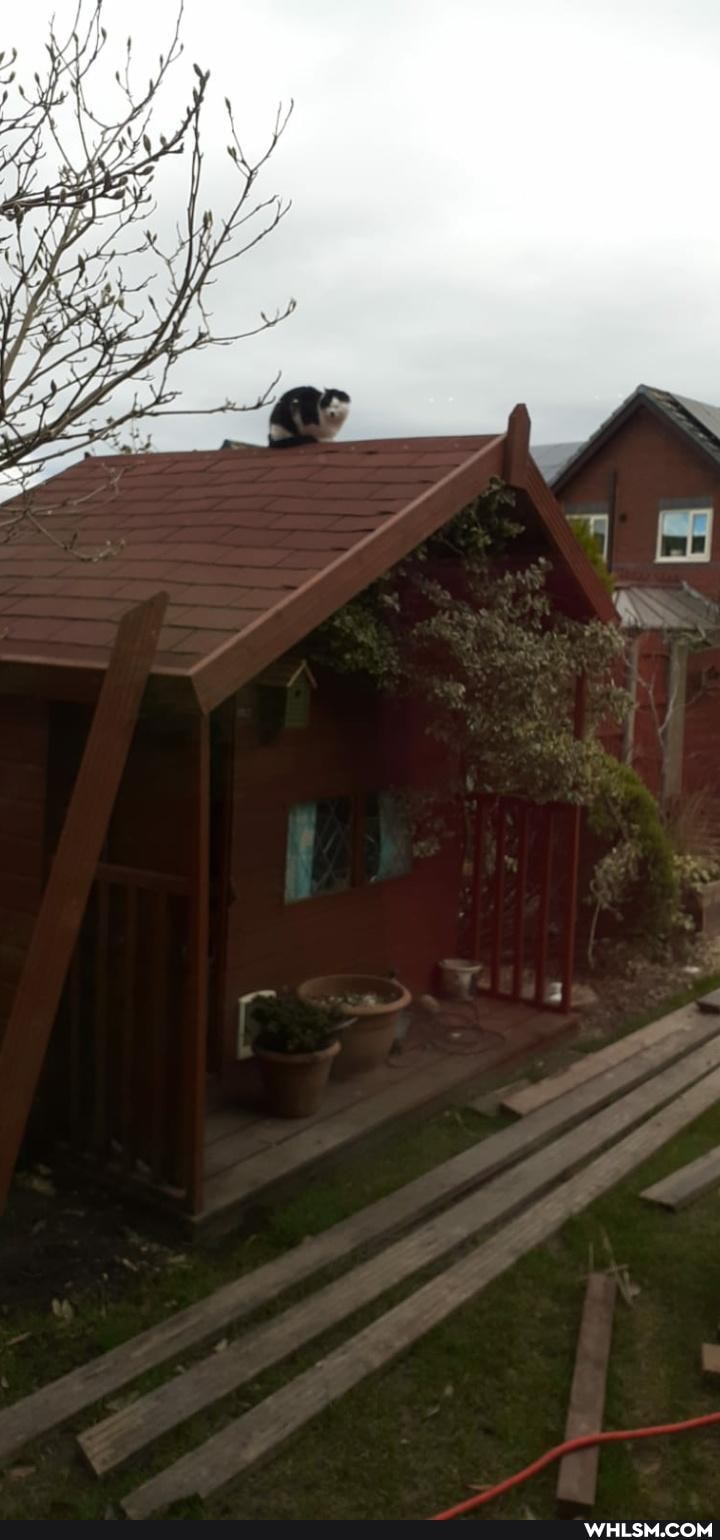 cat, pets
