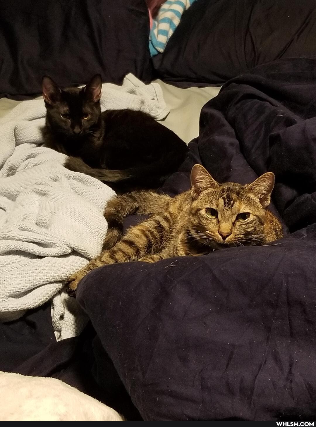 cat, aww, kitten