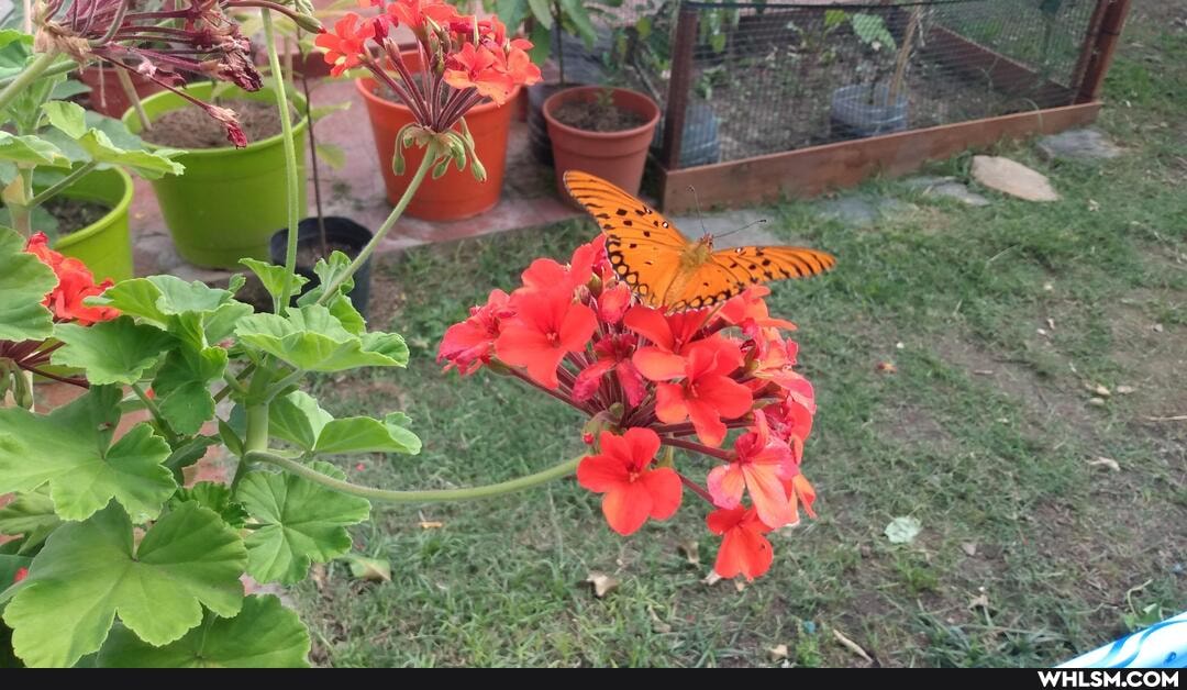 plants, garden, bugs, butterfly