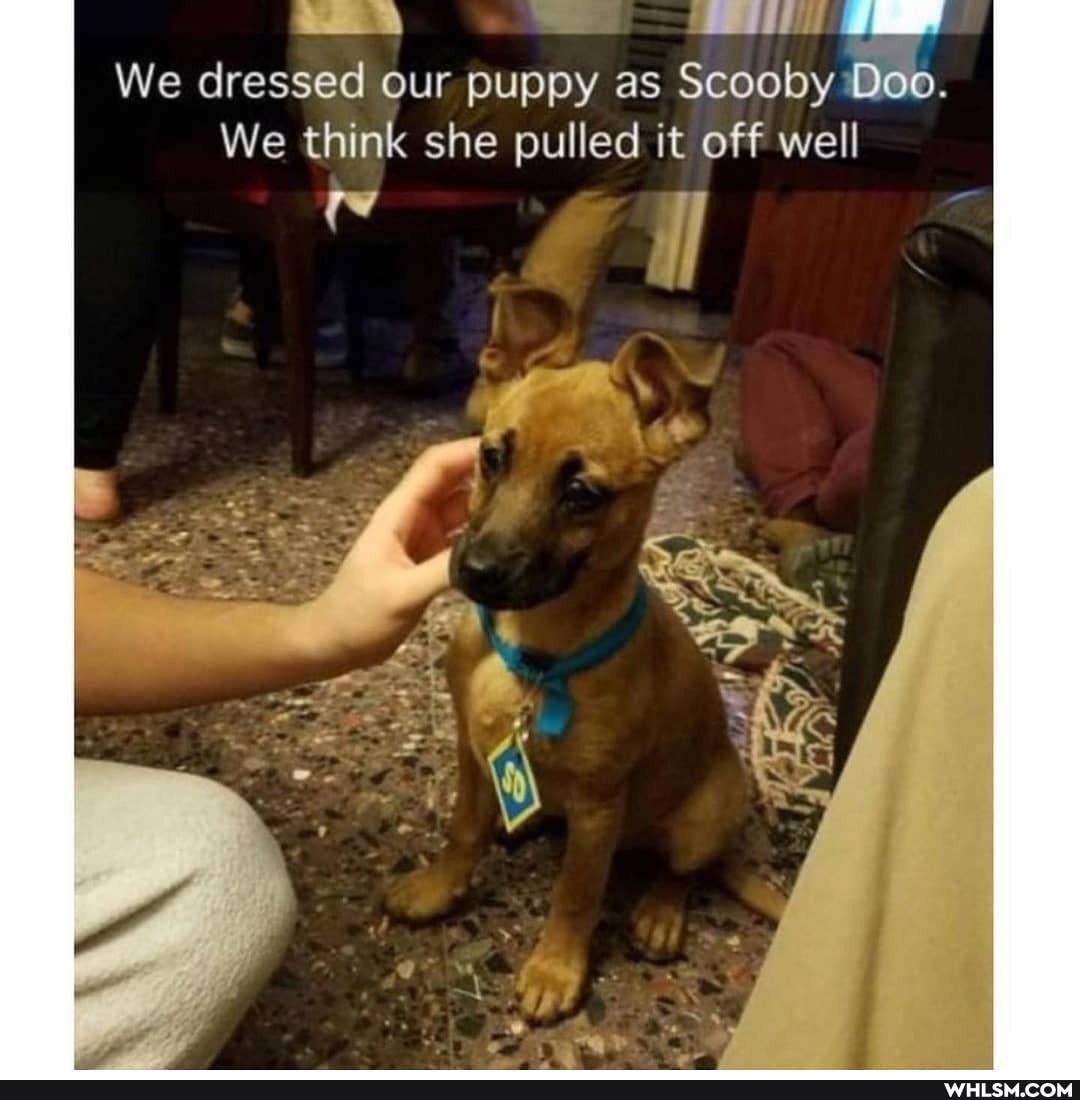We dressed our puppy as Scooby Dob.
We think she pulled it off well