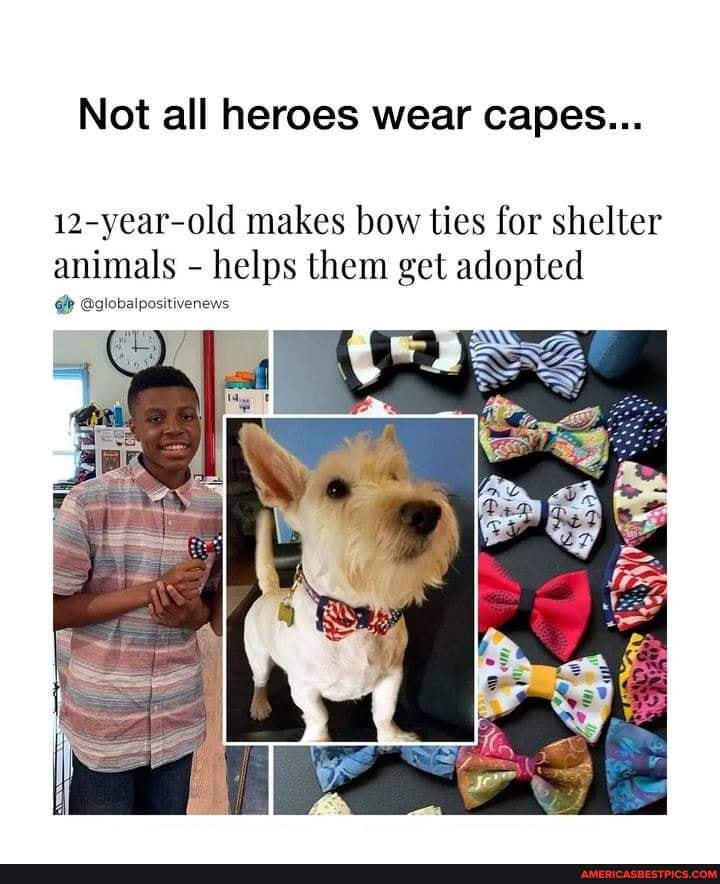 Not all heroes wear capes...
12-year-old makes bow ties for shelter animals - helps them get adopted