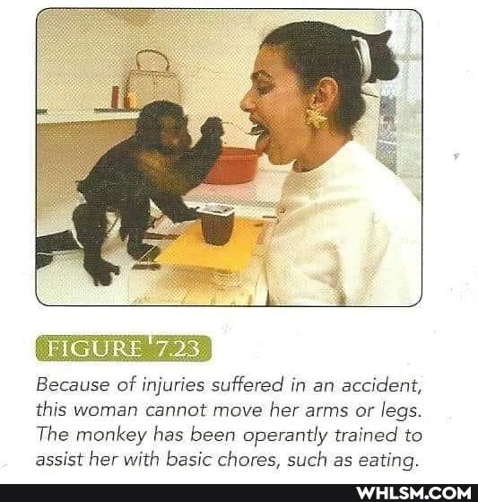 FIG 7.23
Because of injuries suffered in an accident, this woman cannot move her arms or legs.
The monkey has been operantly trained to assist her with basic chores. such as eating,