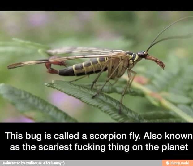 This bug is called a scorpion fly. Also known
as the scariest fucking thing on the planet