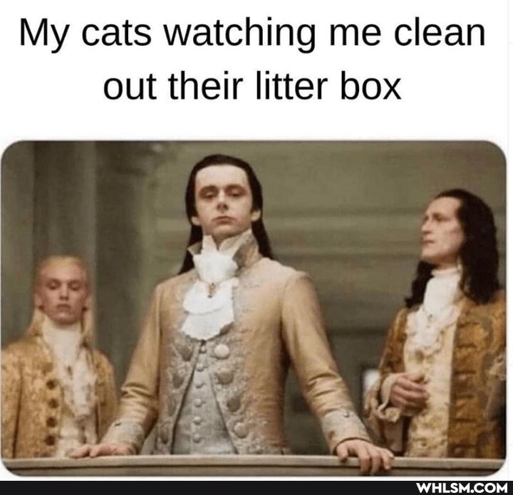 My cats watching me clean out their litter box