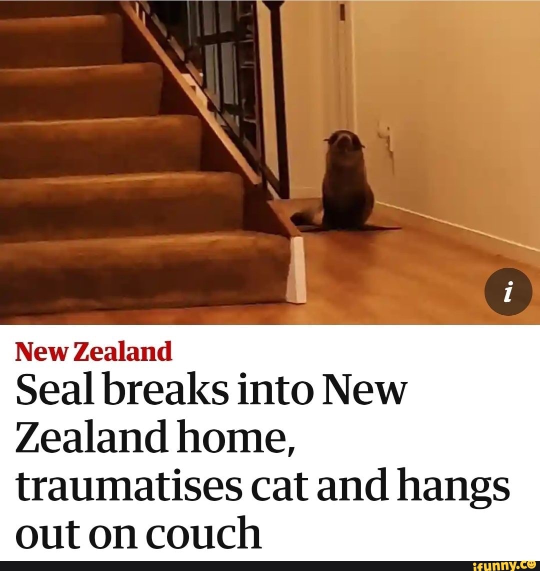 New Zealand Seal breaks into New Zealand home, traumatises cat and