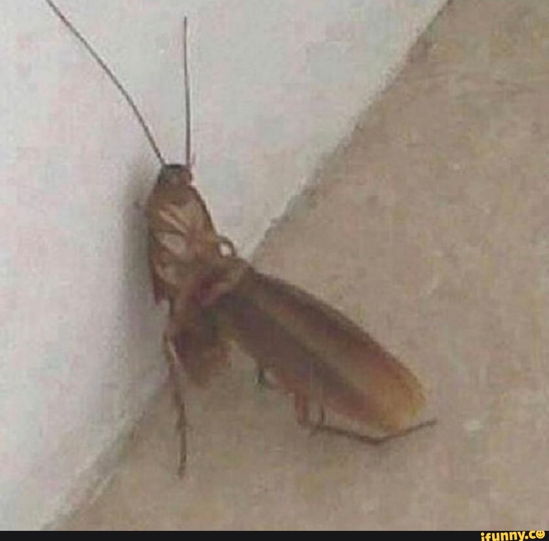 Roachnigga memes. Best Collection of funny Roachnigga pictures on iFunny Brazil