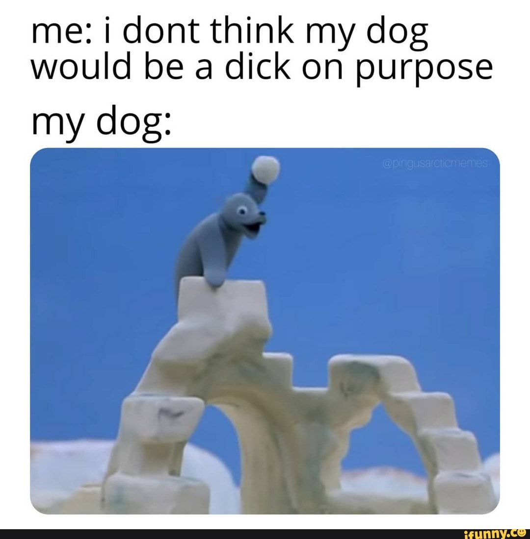 me: dont think my dog would be a dick on purpose
my dog: