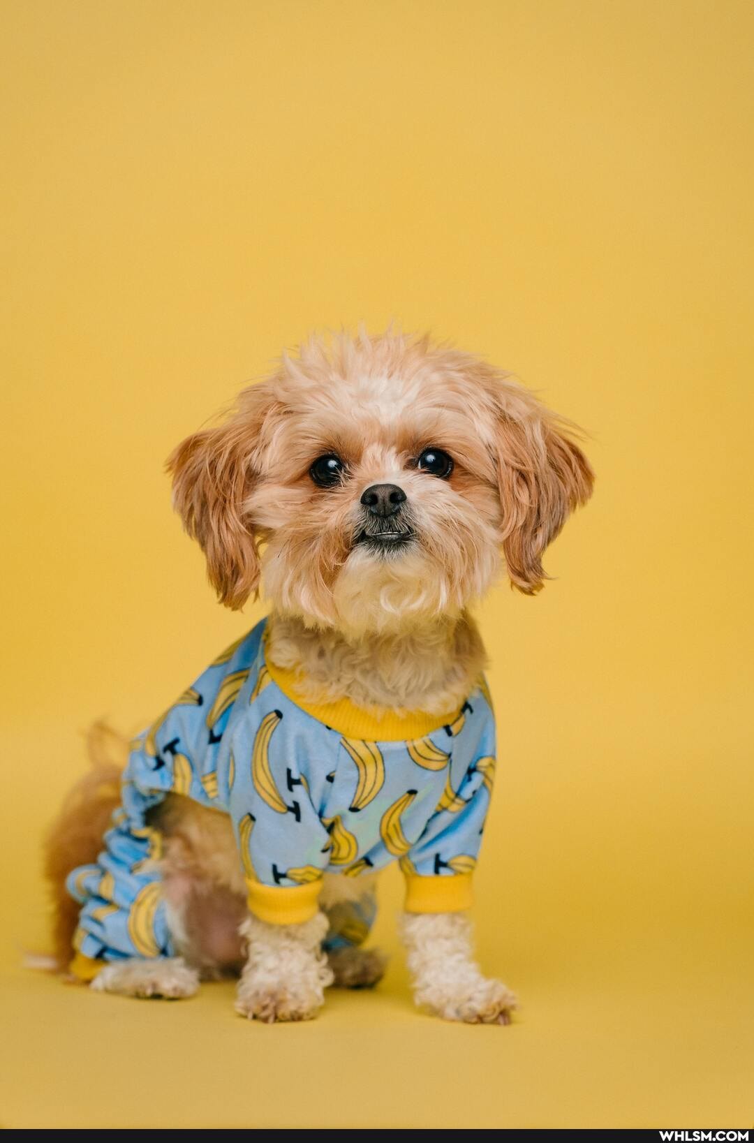 dogs, dog, cute_animal, funny_animal