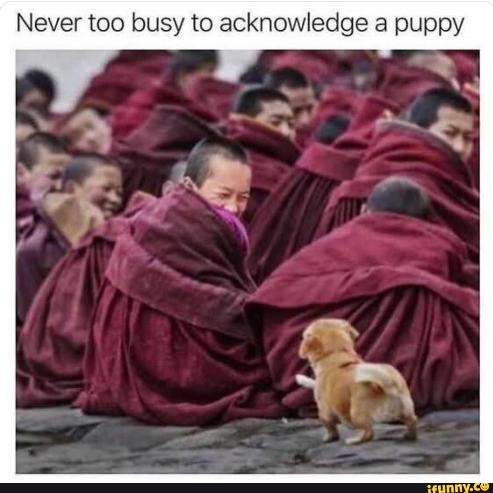 Never too busy to acknowledge a puppy