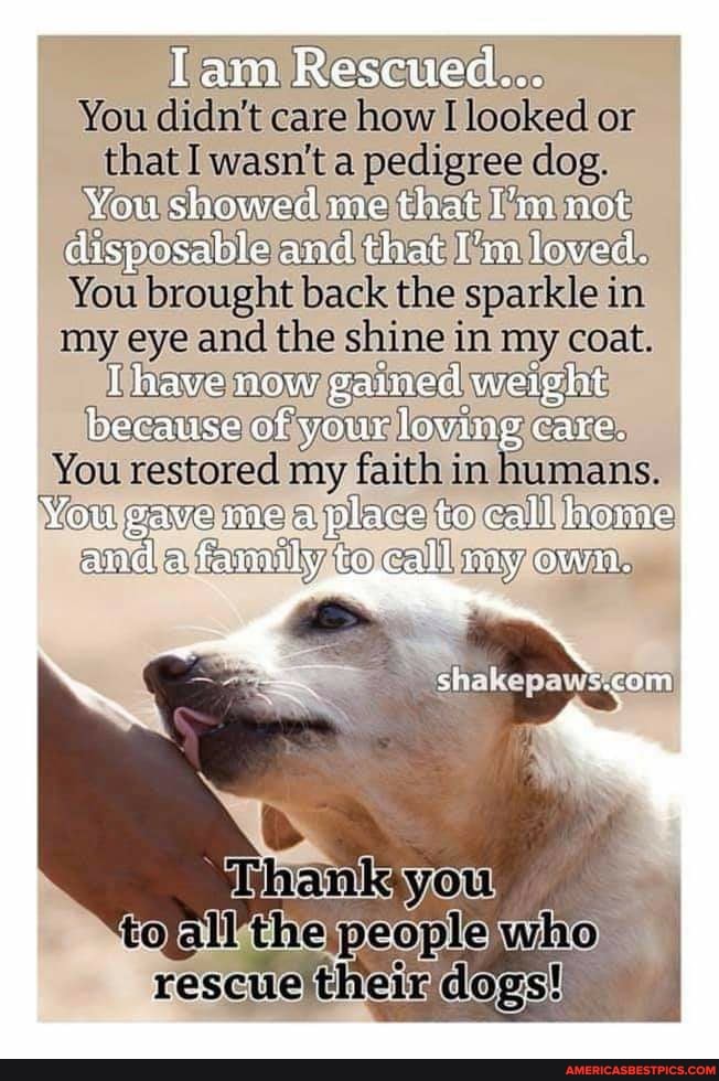 Tam Rescued...
You didn't care how I looked or
that I wasn't a pedigree dog.
You showed me that not disposable and that I'm leved.
You brought back the sparkle in my eye and the shine in my coat.
loving
You restored my faith in humans.
alpoleves to)
th
You gwe