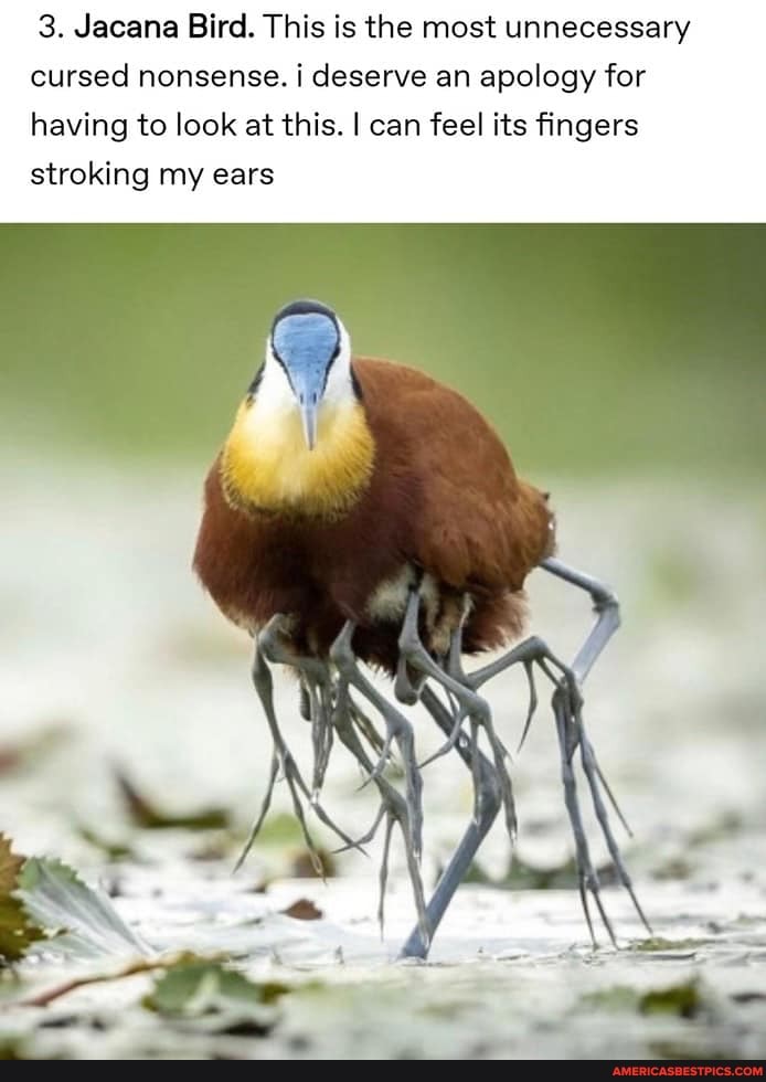 3. Jacana Bird. This is the most unnecessary
cursed nonsense. deserve an apology for having to look at this. I can feel its fingers stroking my ears