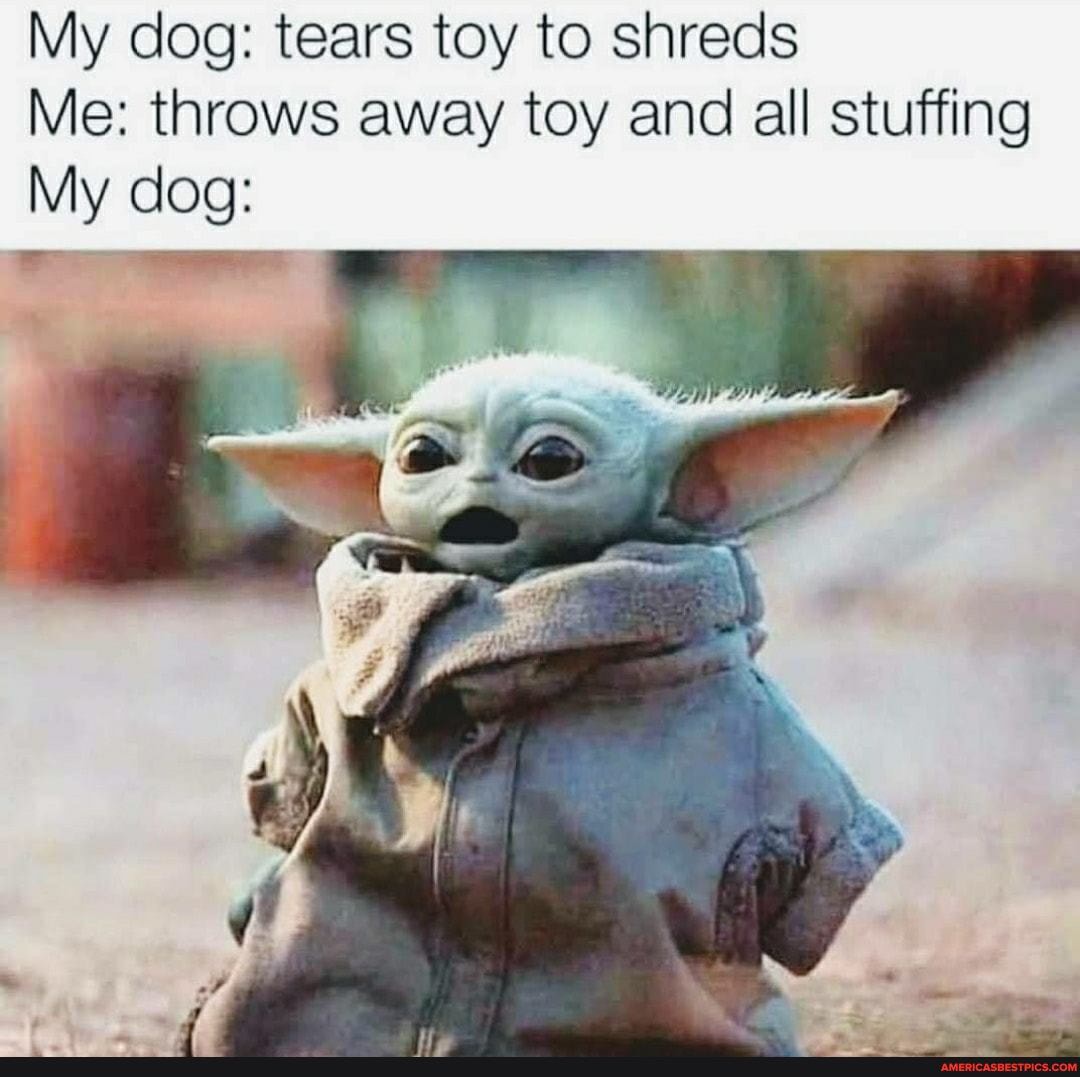 My dog: tears toy to shreds
Me: throws away toy and all stuffing
My dog:
ry