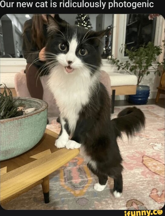 Our new cat is ridiculously photogenic - iFunny