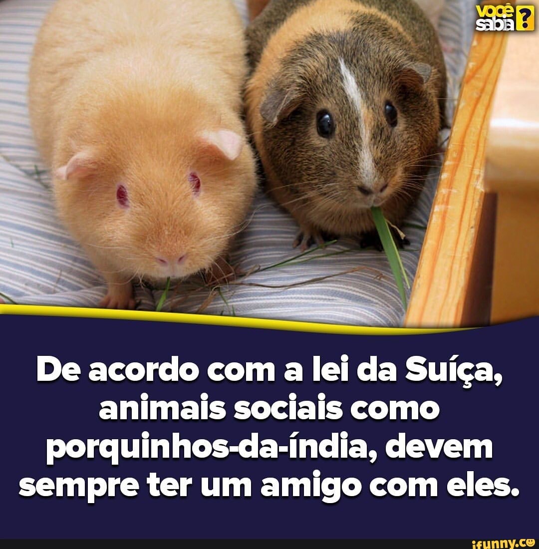 De acordo com
a
lei da Suíça,
animais sociais como
porquinhos-da-índia, devem
sempre ter um amigo com eles.