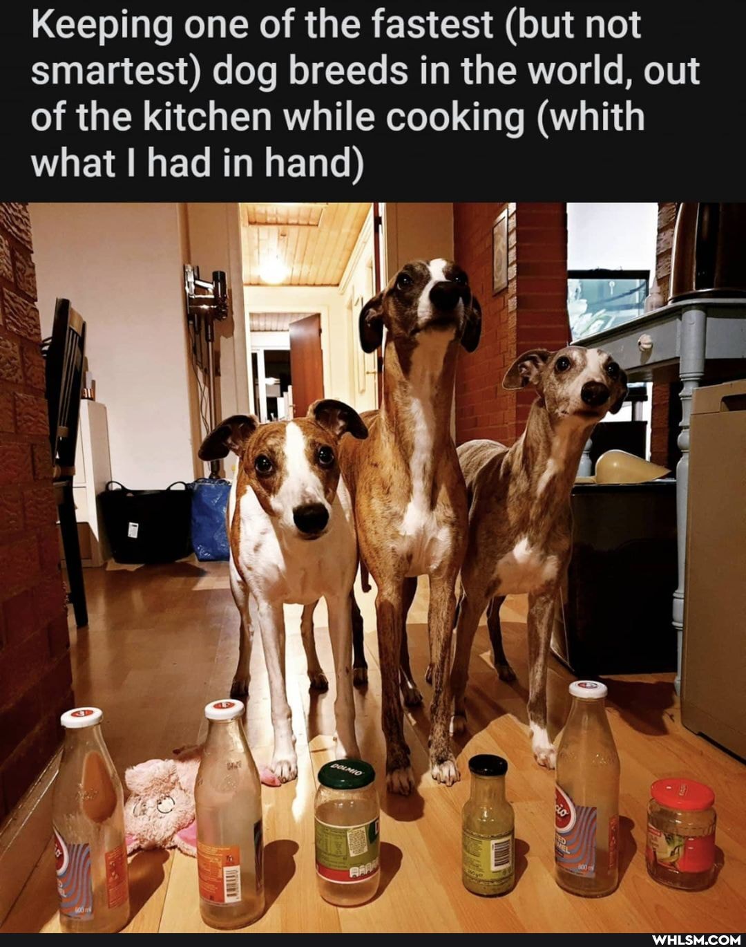 Keeping one of the fastest (but not
smartest) dog breeds in the world, out
of the kitchen while cooking (whith what I had in hand)