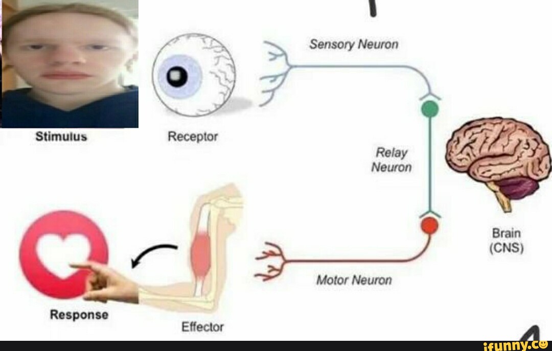 Sensory Neuron Stimutus Relay Neuron Brain (CNS) Motor Neuron Response iFunny