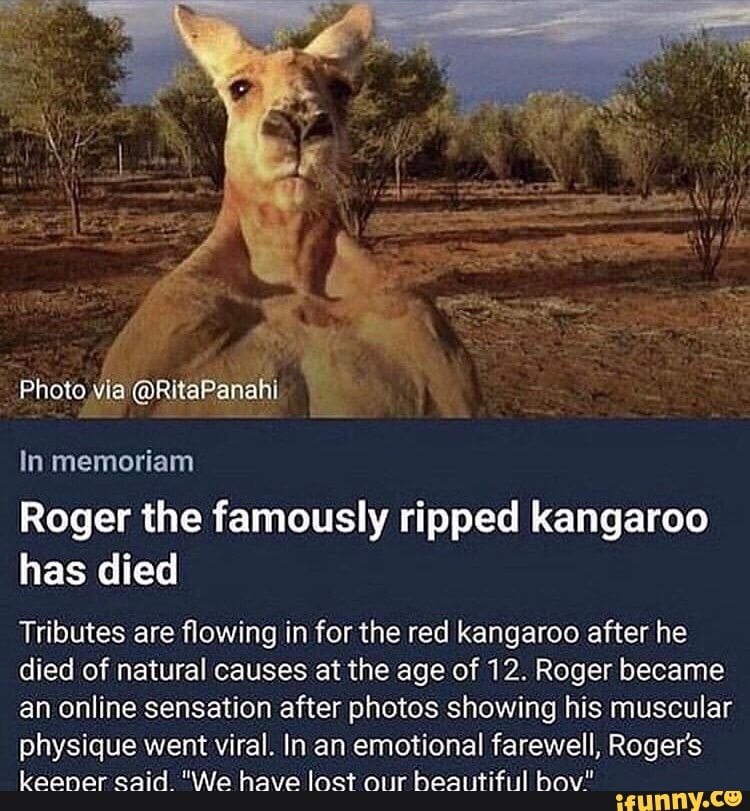 Roger the famously ripped kangaroo has died Tributes are ﬂowing in for