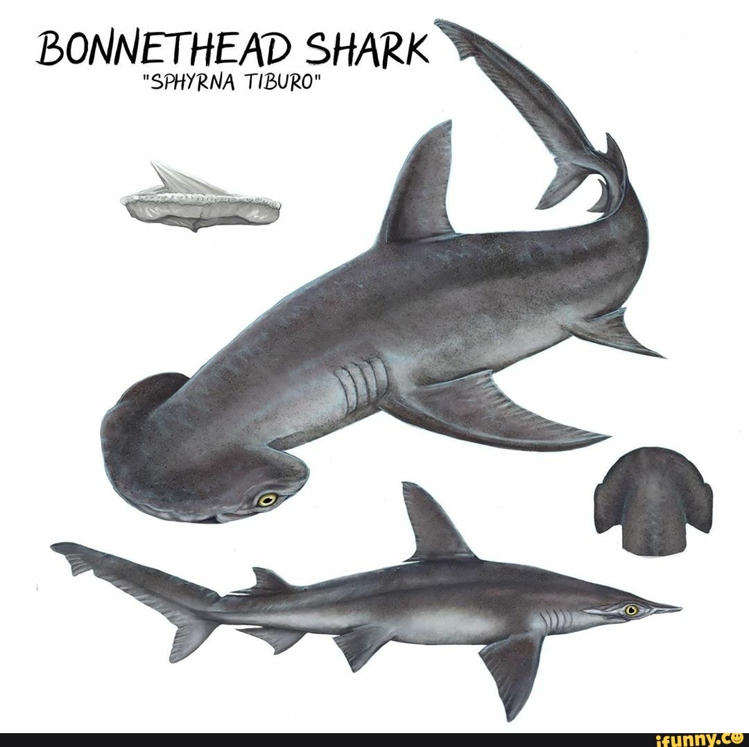 bonnethead shark drawing