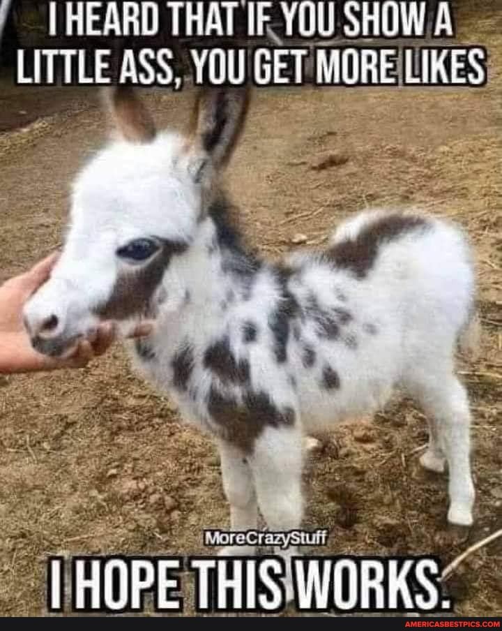THEARD THAT IF YOU SHOW A LITTLE ASS, YOU GET MORE LIKES
THE: