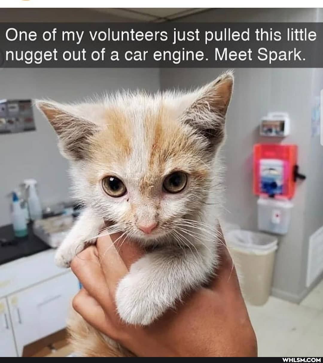 One of my volunteers just pulled this little nugget out of a car engine. Meet Spark.