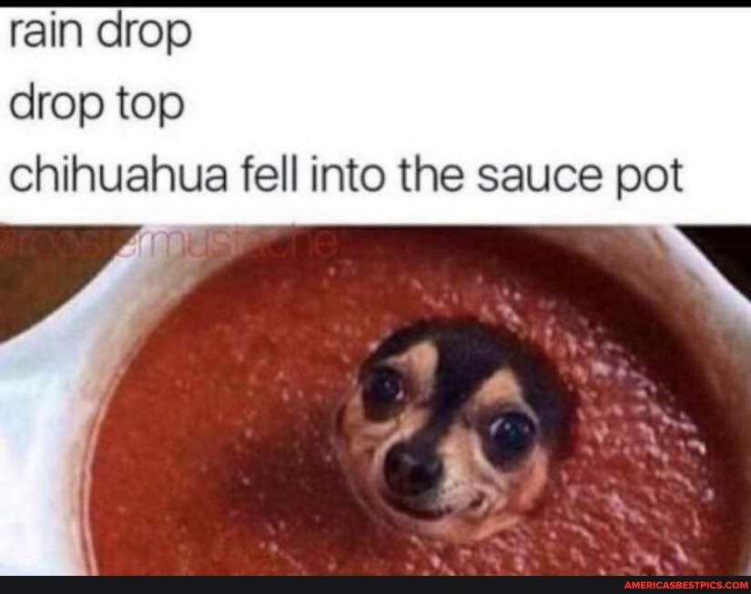 rain drop drop top chihuahua fell into the sauce pot