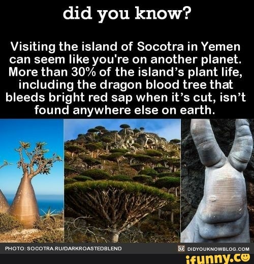 Did You Know Visiting The Island Of Socotra In Yemen Can Seem Like You Re On