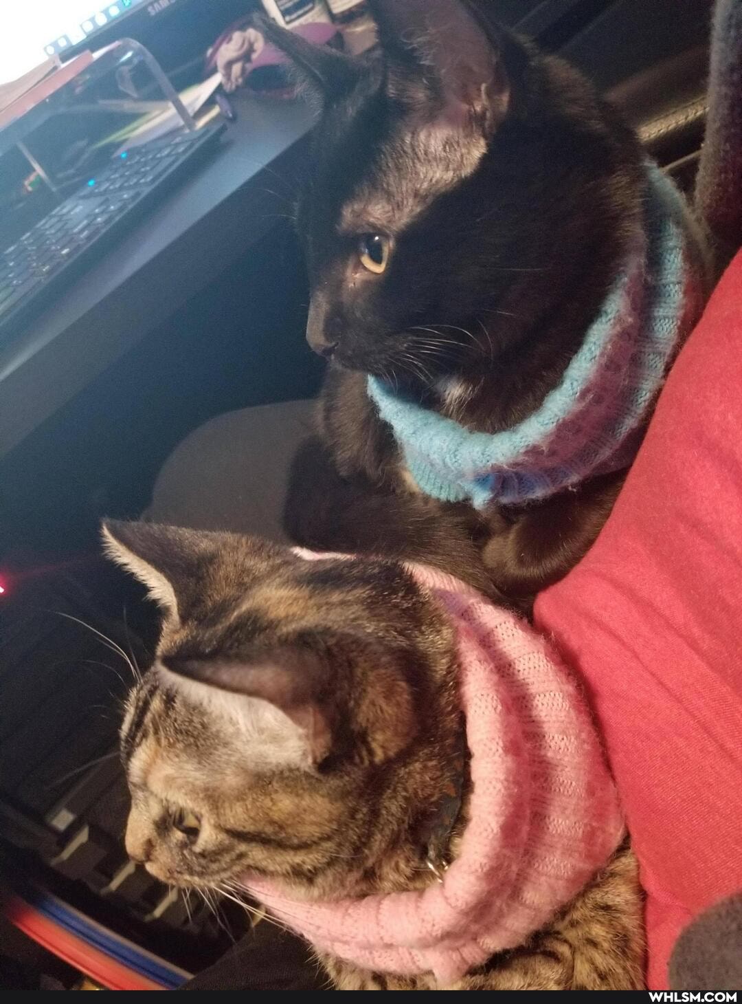 cat, aww, kitten