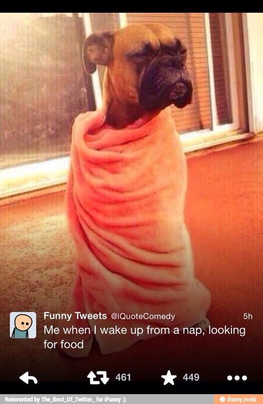 Funny Tweets @iQuoteComedy
Me when I wake up from a nap, looking
for food