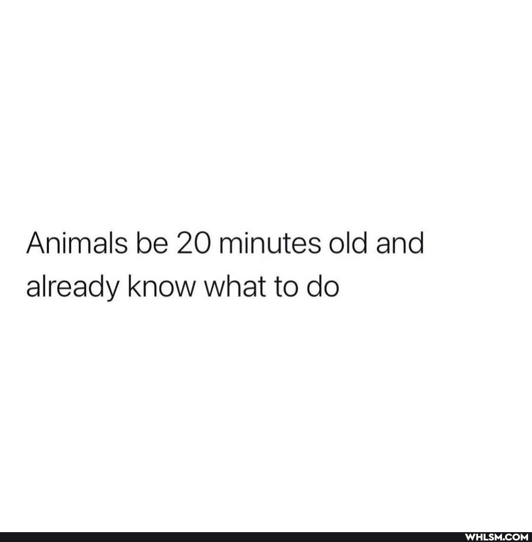 Animals be 20 minutes old and already know what to do