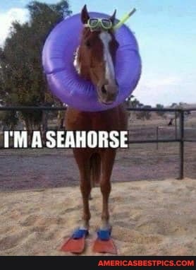 I'M A SEAHORSE