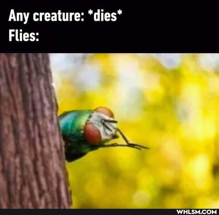 Any creature: *dies*
Flies: