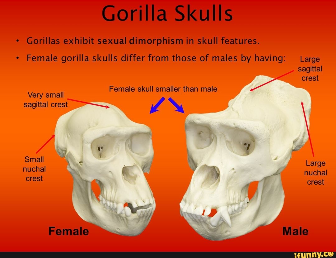 Gorilla Skulls * Gorillas exhibit sexual dimorphism in skull features