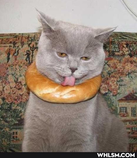funny, cat, dump