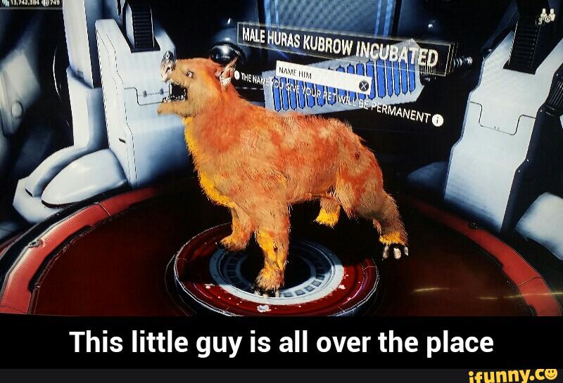 This little guy is all over the place - This little guy is all over the place