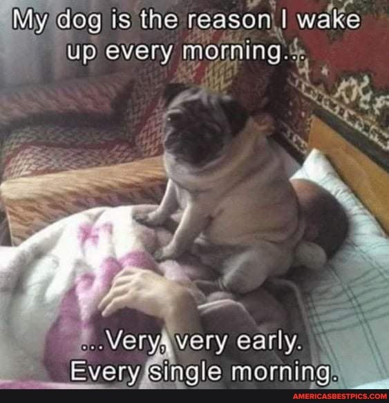 My, dog is the reason, wake up every morning.