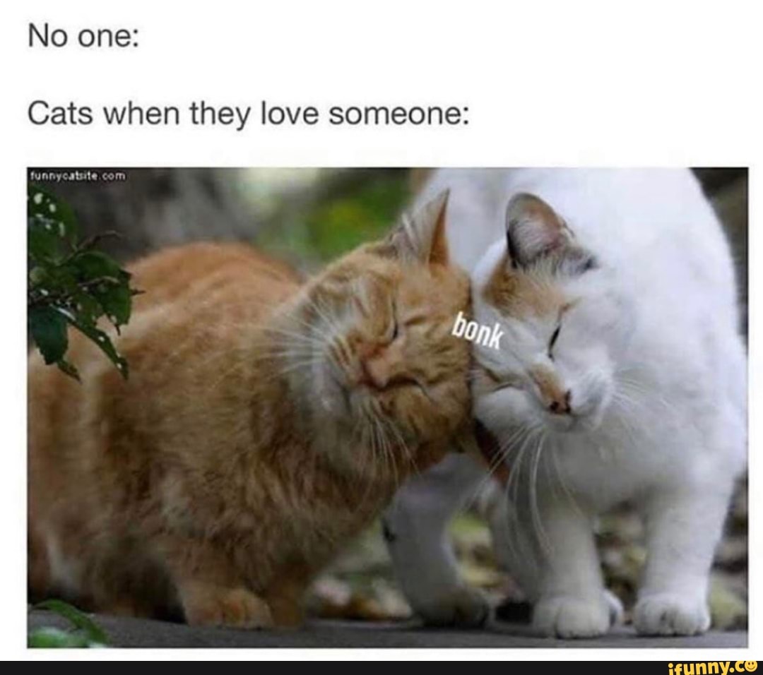No one:
Cats when they love someone: