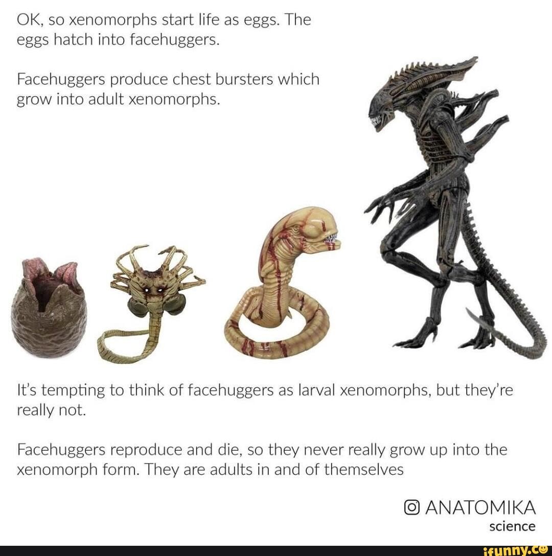 Facehuggers memes. Best Collection of funny Facehuggers pictures on iFunny