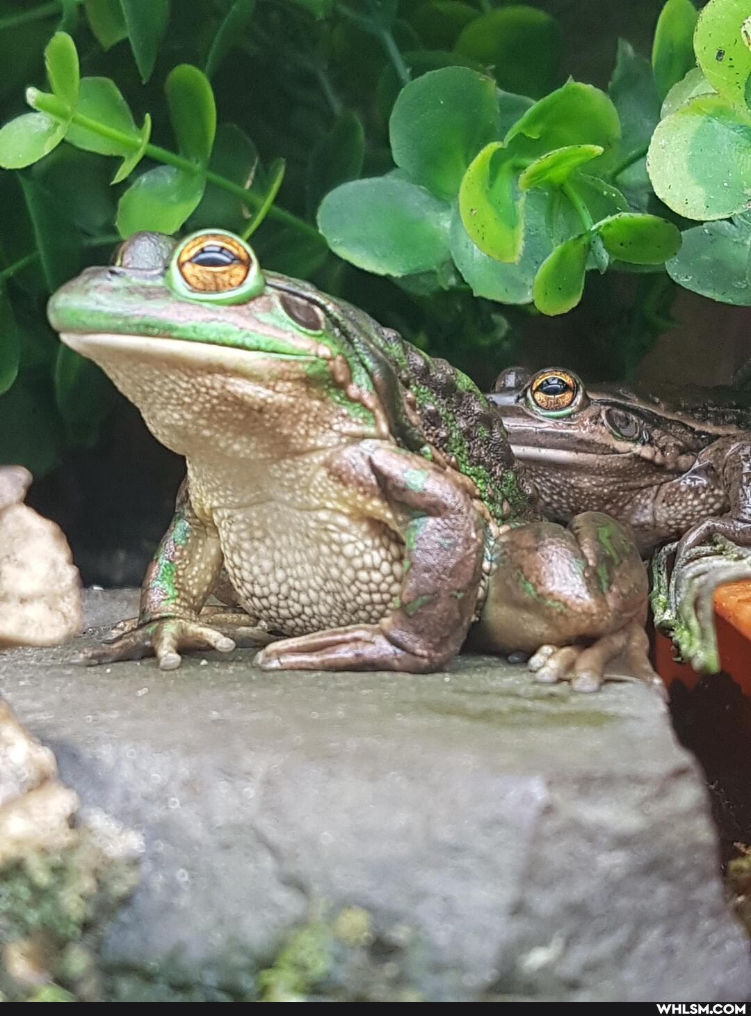 frogs, frog, froggies