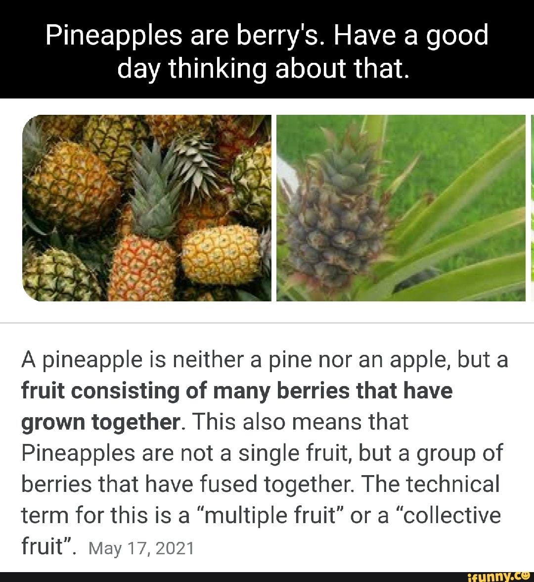 Berrys memes. Best Collection of funny Berrys pictures on iFunny