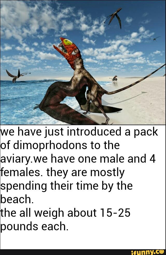 we have just introduced a pack
of dimoprhodons to the
aviary.we have one male and 4
females. they are mostly
spending their time by the
beach.
the all weigh about 15-25
pounds each.
