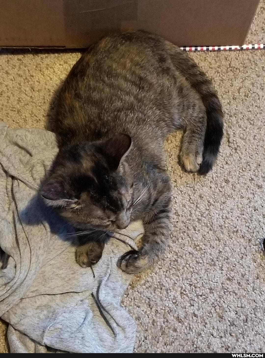 cat, aww, kittens