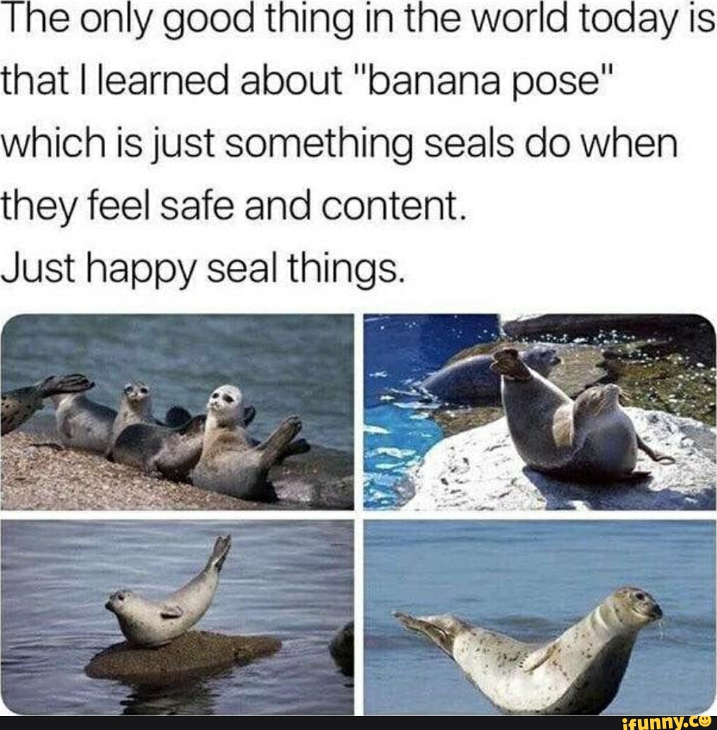 Seals Memes. Best Collection Of Funny Seals Pictures On Ifunny