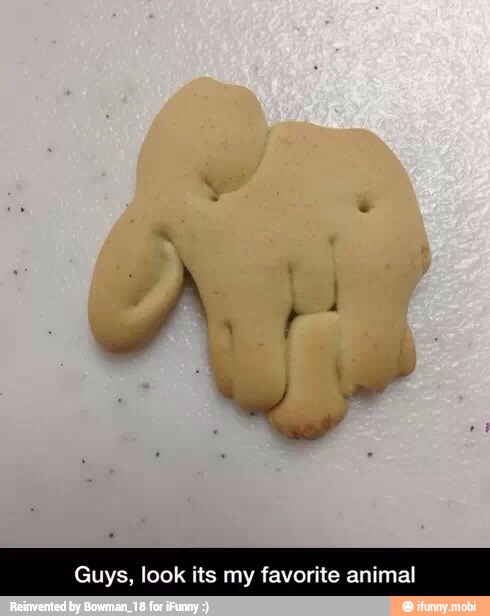 Guys, look its my favorite animal