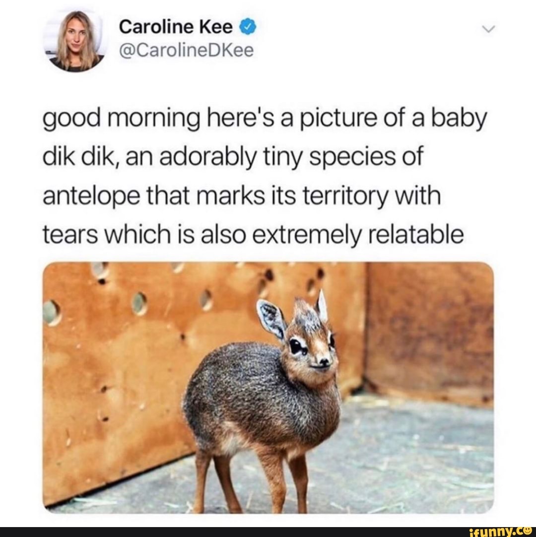 good morning here's a picture of a baby
dik dik, an adorably tiny species of
antelope that marks its territory with
tears which is also extremely relatable