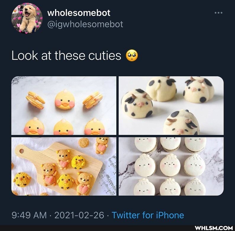 wholesomebot
@igwholesomebot
Look at these cuties
AM - 2021-62-26 - Twitter for iPhone