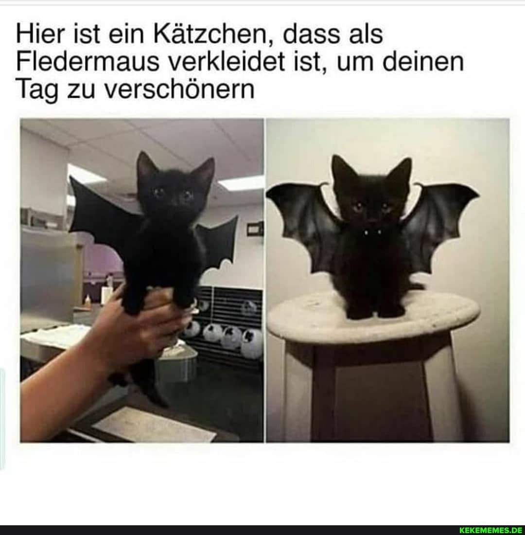 Hier ist ein Kätzchen, dass als
Fledermaus verkleidet ist, um deinen
Tag zu verschönern