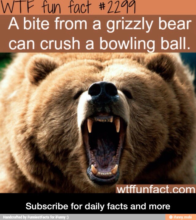 WTF tun tact #2274
A bite from a grizzly bear
can crush a bowling ball.
wtffunfact.com
Subscribe for daily facts and more - Subscribe for daily facts and more