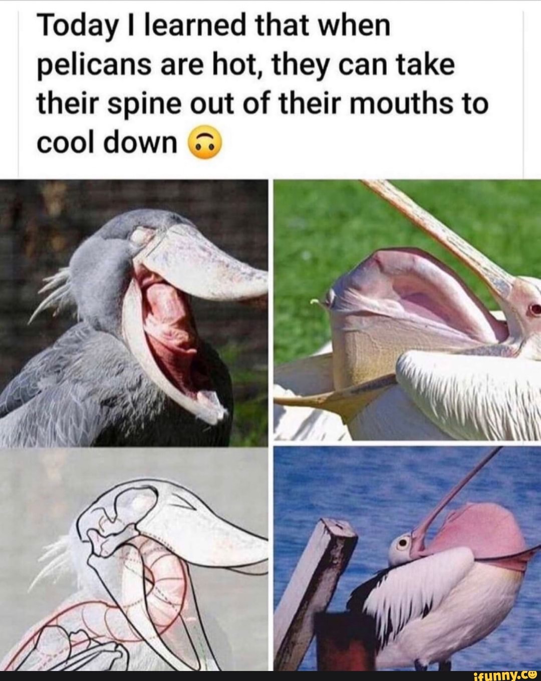 Today I learned that when
pelicans are hot, they can take
their spine out of their mouths to
cool down (2