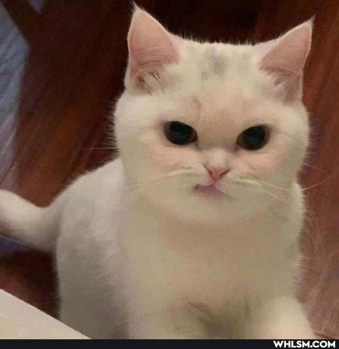 cat, aww, awesome, reaction